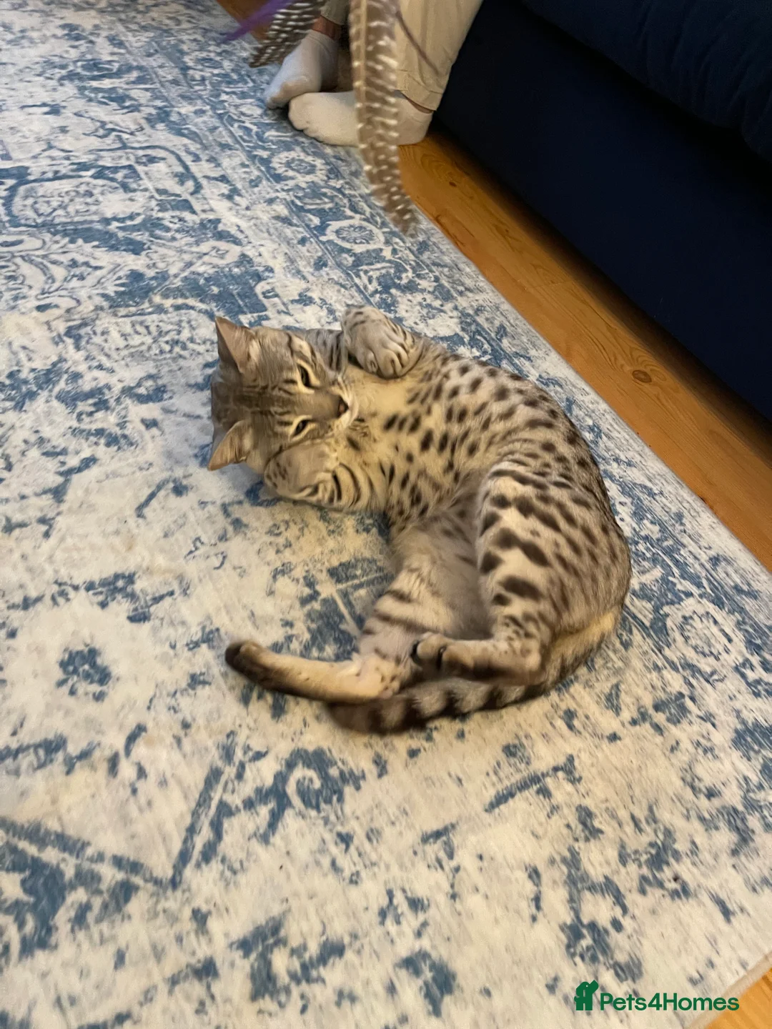 Bengal cats for sale: Neo the Bengal - Advert 8