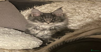 Maine Coon cats Registered Maine Coon kittens  - Advert 6