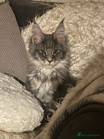 Maine Coon cats Registered Maine Coon kittens - Advert 10