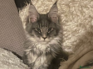 Maine Coon cats Registered Maine Coon kittens - Advert 3