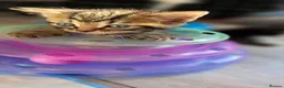 Bengal cats for sale: 4 Beautiful Bengal Kittens for Sale - Advert 4
