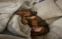 Miniature Dachshund dogs for sale: Miniature dachshund puppy  - Image 2