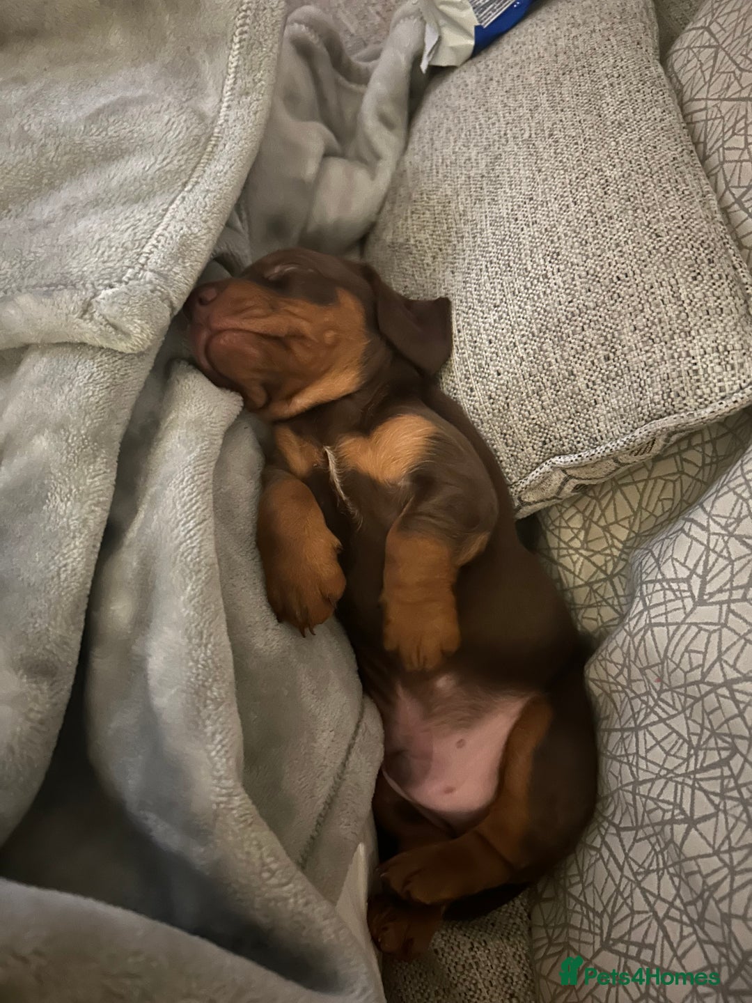 Miniature Dachshund dogs for sale: Miniature dachshund puppy  - Image 2