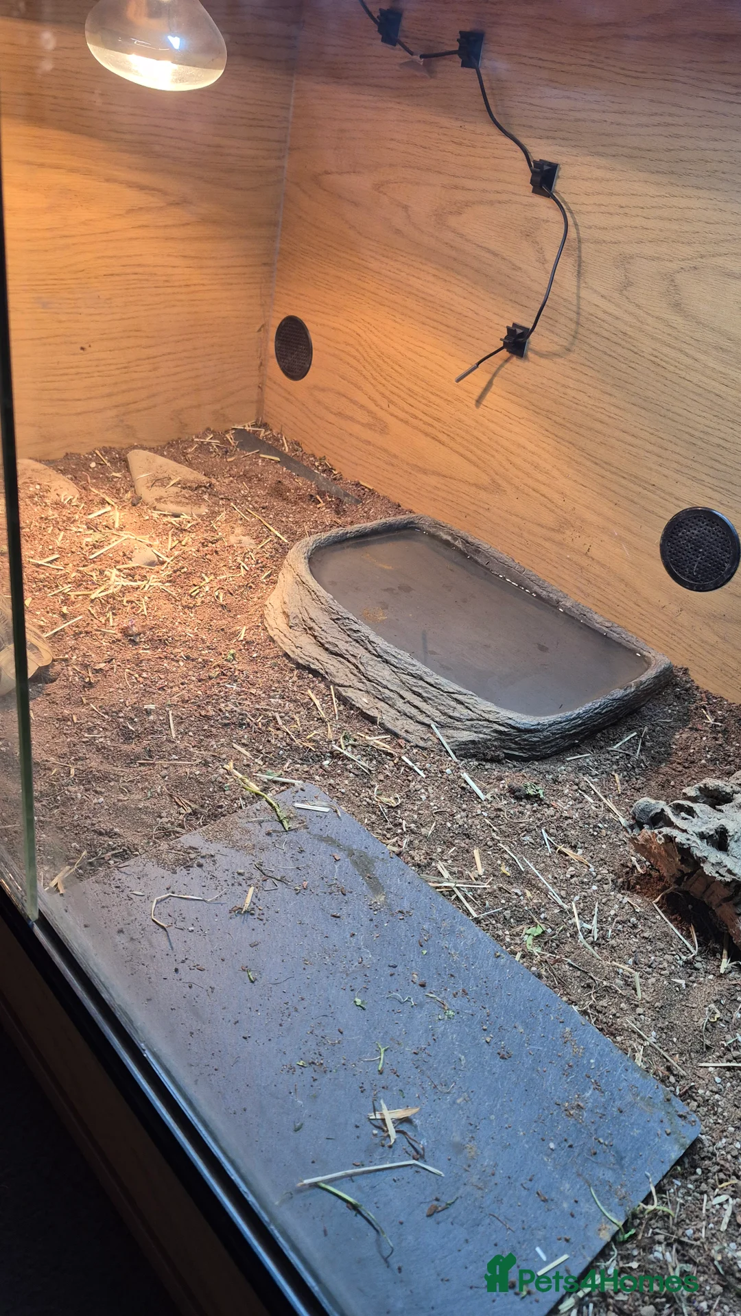 Hermann Tortoise reptiles for sale: Hermann tortoise with vivarium  - Advert 3