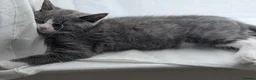 British Shorthair cats for sale: Marcin  - Advert 3