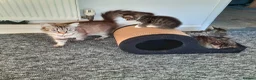 Mixed Breed cats for sale: Beautiful kittens - Advert 5