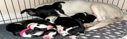 Mixed Breed dogs for sale: 🐾 Border Collie x Blue Heeler Puppies 🐾 in Crewe - Advert 16