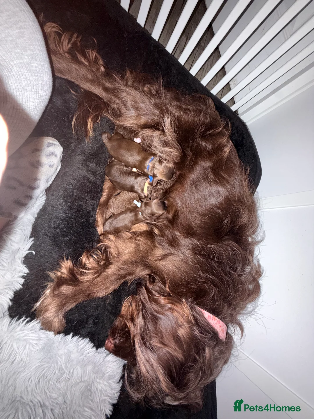 Cavapoo dogs for sale: Beautiful litter of 8 Cavapoos  - Advert 20