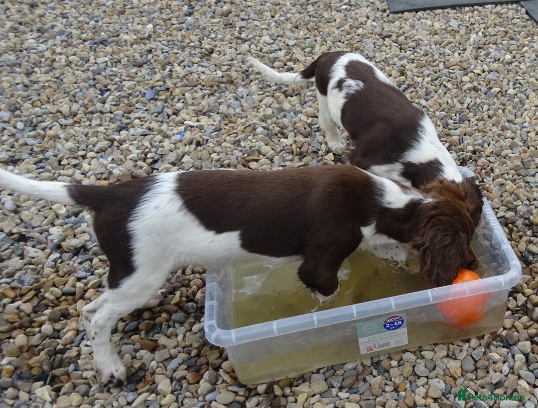 English Springer Spaniel dogs for sale: Two Gorgeous Boy English Springer Spaniel Puppies  - Image 37