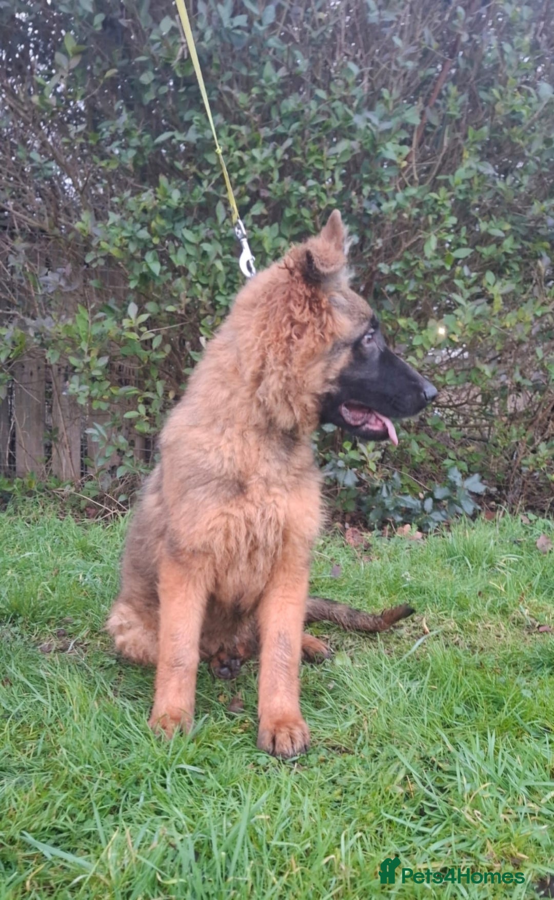German Shepherd dogs for sale: stunning German Shepard puppies - Advert 12