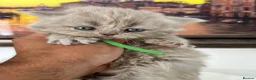 British Shorthair cats for sale: British Shorthair-Longhair  - Advert 3