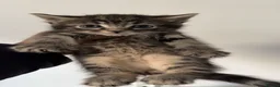 Mixed Breed cats for sale: 1 Last tabby male ready for new home - Advert 2