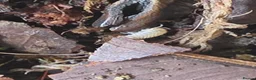 Isopods invertebrates for sale: Crystal pineapple (Cristarmadillidium muricatum) - Advert 7
