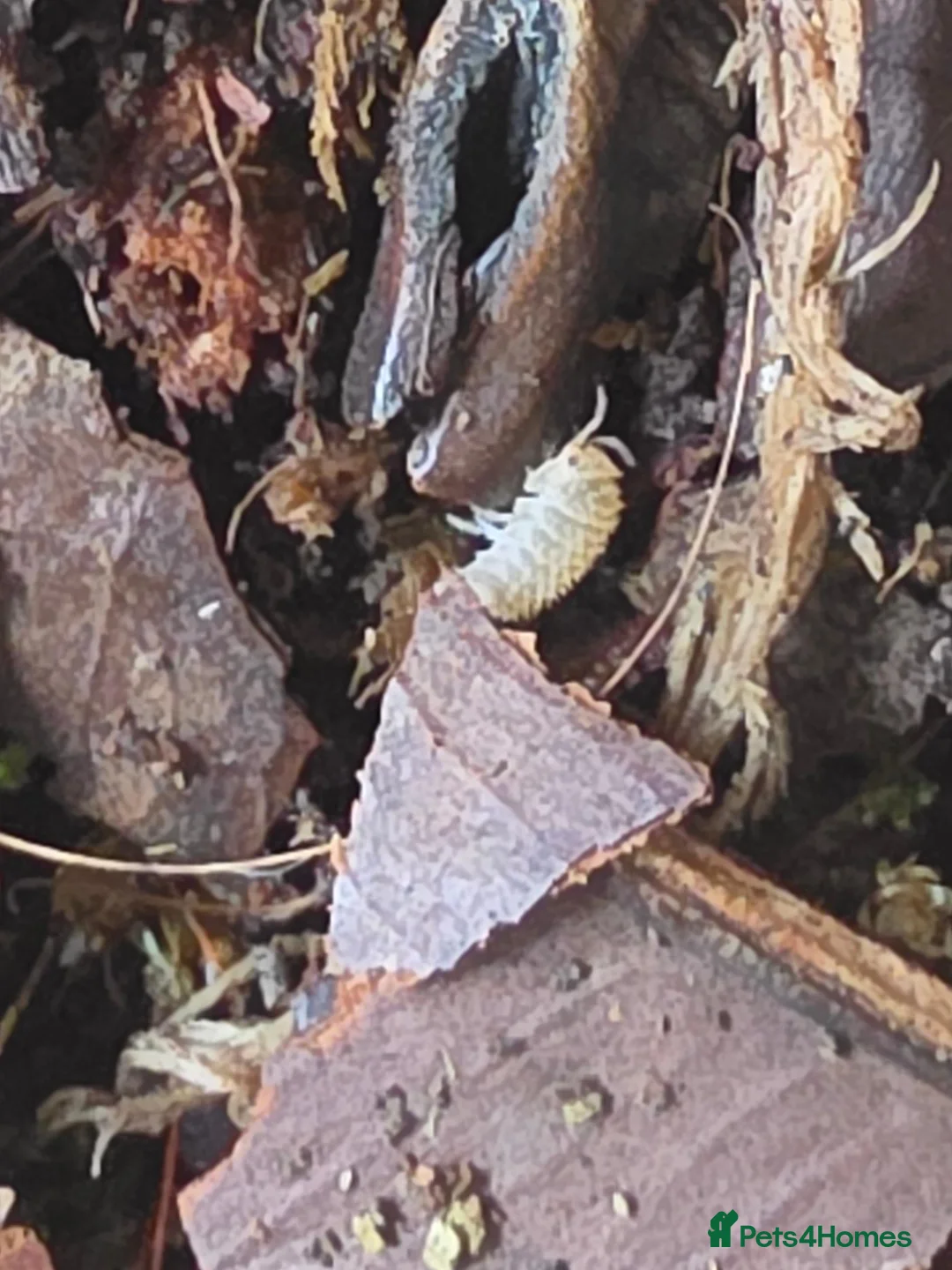 Isopods invertebrates for sale: Crystal pineapple (Cristarmadillidium muricatum) - Advert 7