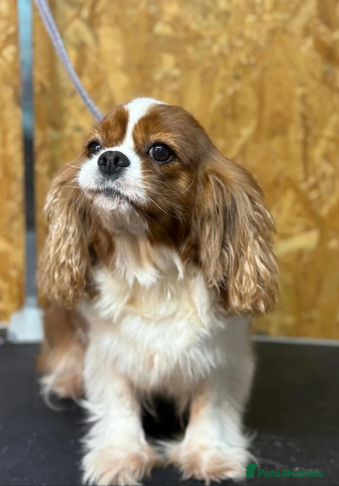 Cavalier King Charles Spaniel dogs for adoption: 🐾 FIFI – Female Cavalier King Charles Spaniel 🐾 in West Malling - Advert 2