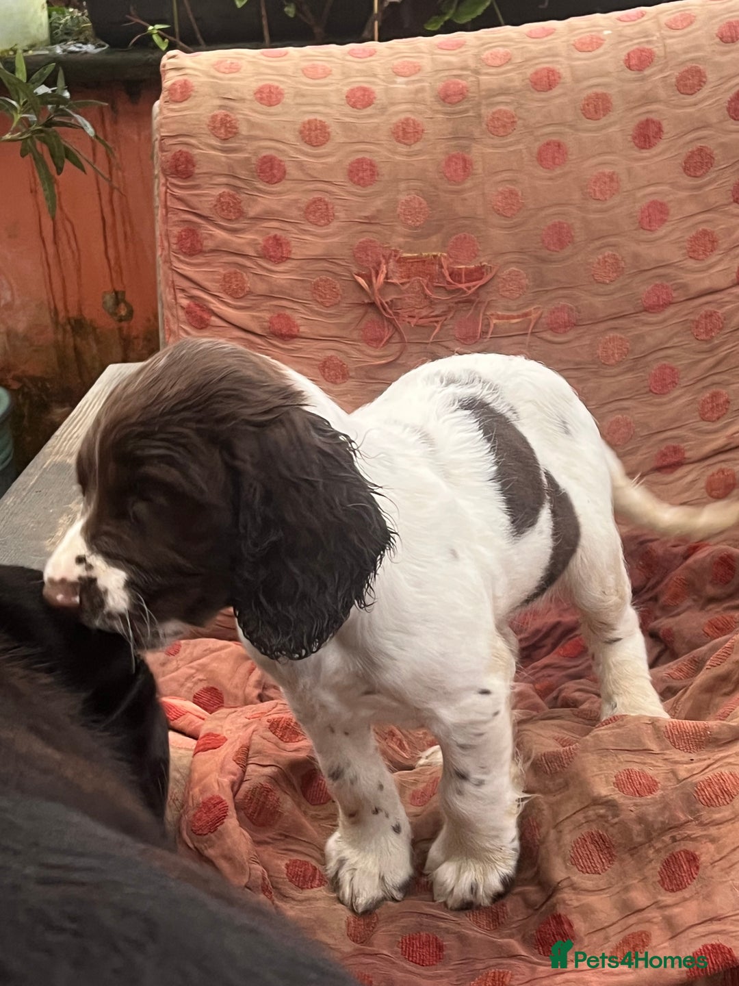 English Springer Spaniel dogs for sale: Springer spaniel puppies - Advert 29
