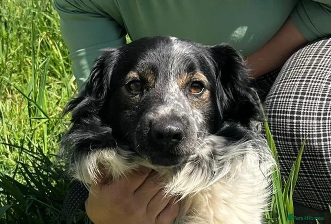 Mixed Breed dogs for adoption: Gorgeous Taco, a smallish mixed breed - Advert 1