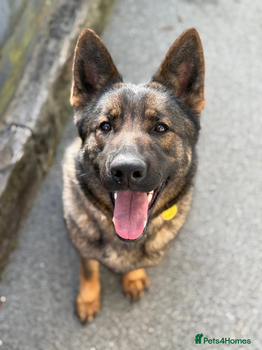 Gallery Image {{count}}