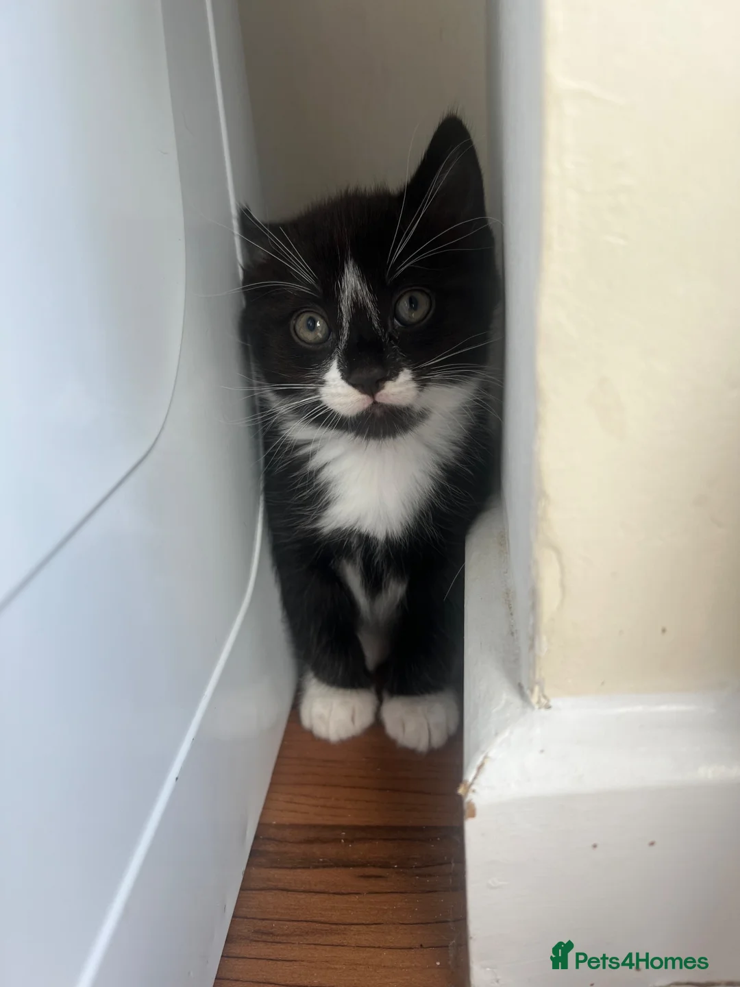 Mixed Breed cats for sale: Adorable Kittens Looking for Loving Homes  in Southampton - Advert 5
