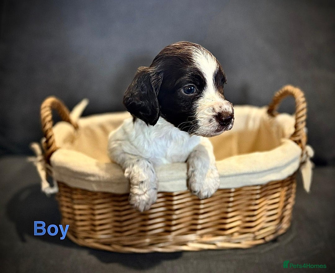 Cocker Spaniel dogs for sale: Stunning litter of Working Cocker Spaniels - Image 4