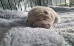 Shar Pei dogs for sale: Male Shar peis - Image 25