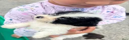 Mixed Breed dogs for sale: pups  - Advert 2