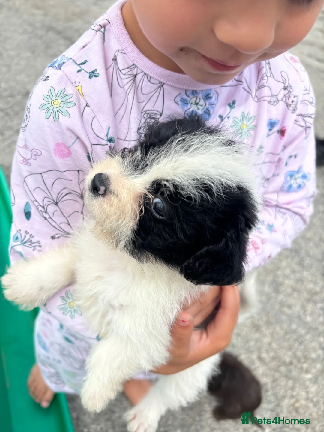 Mixed Breed dogs for sale: pups  - Advert 2