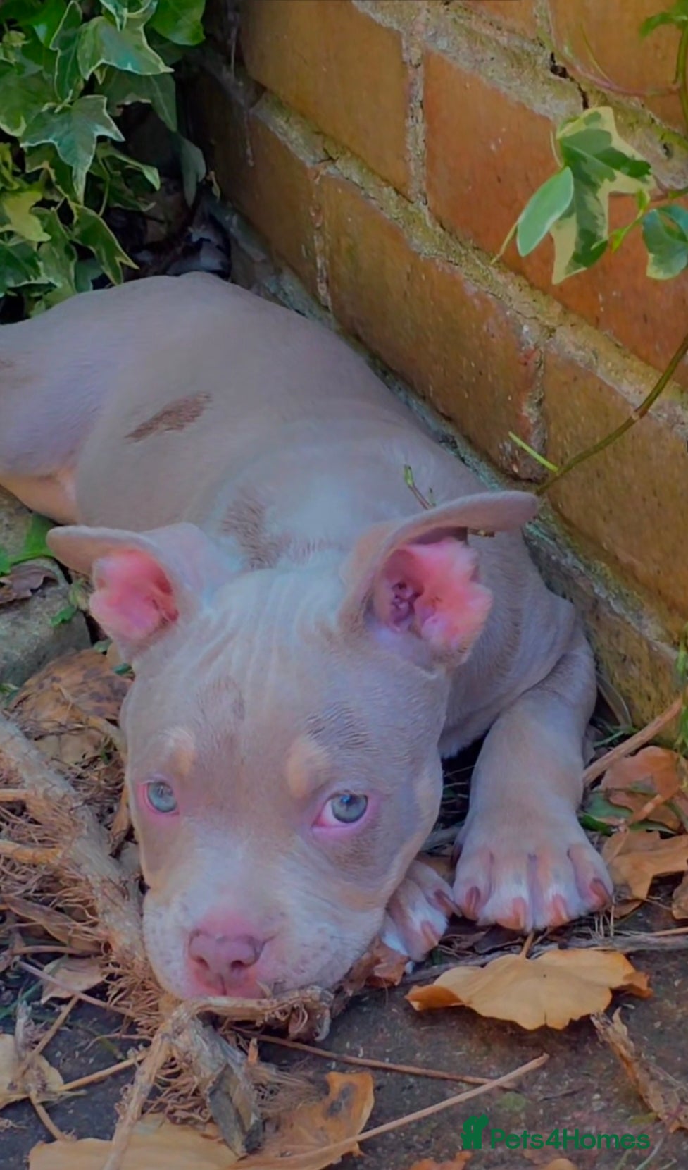 American Bully dogs for sale: ✨️💖American Bully (pocket) Puppies💖✨️ - Advert 9