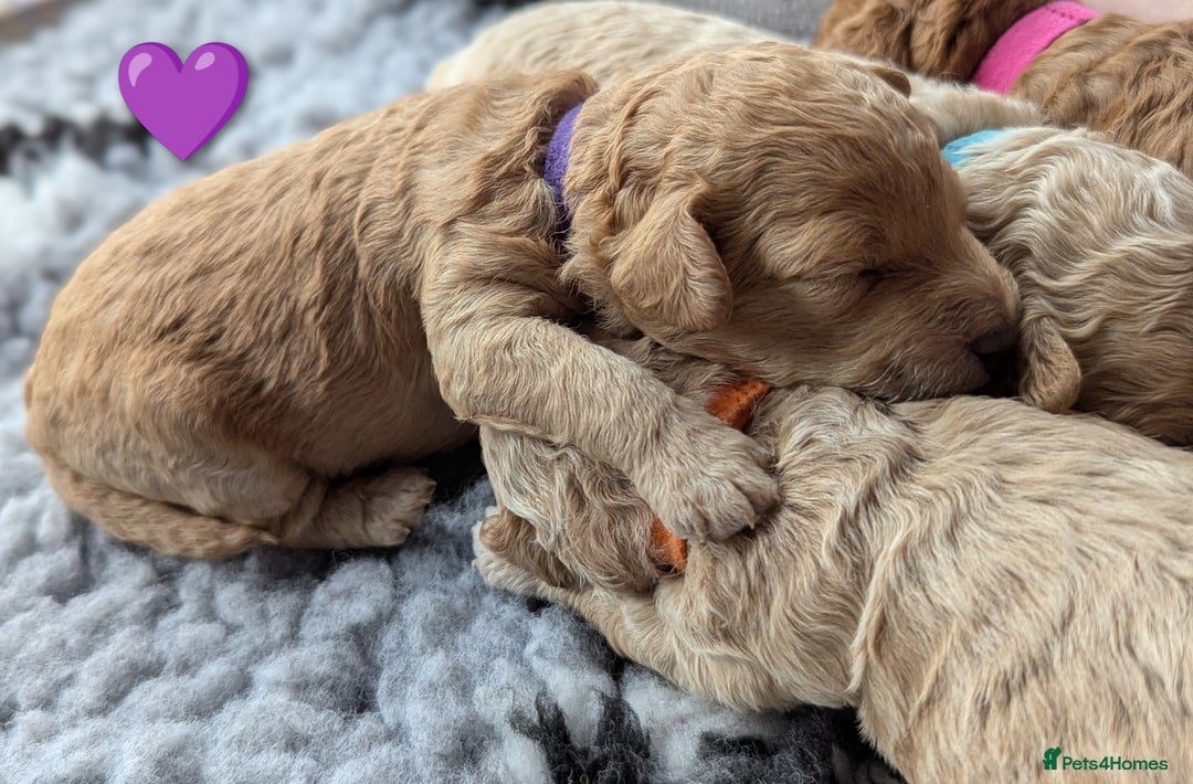 Poochon dogs for sale: 🐾 Adorable F1b Poochon Puppies - Ready November🐾 - Image 5