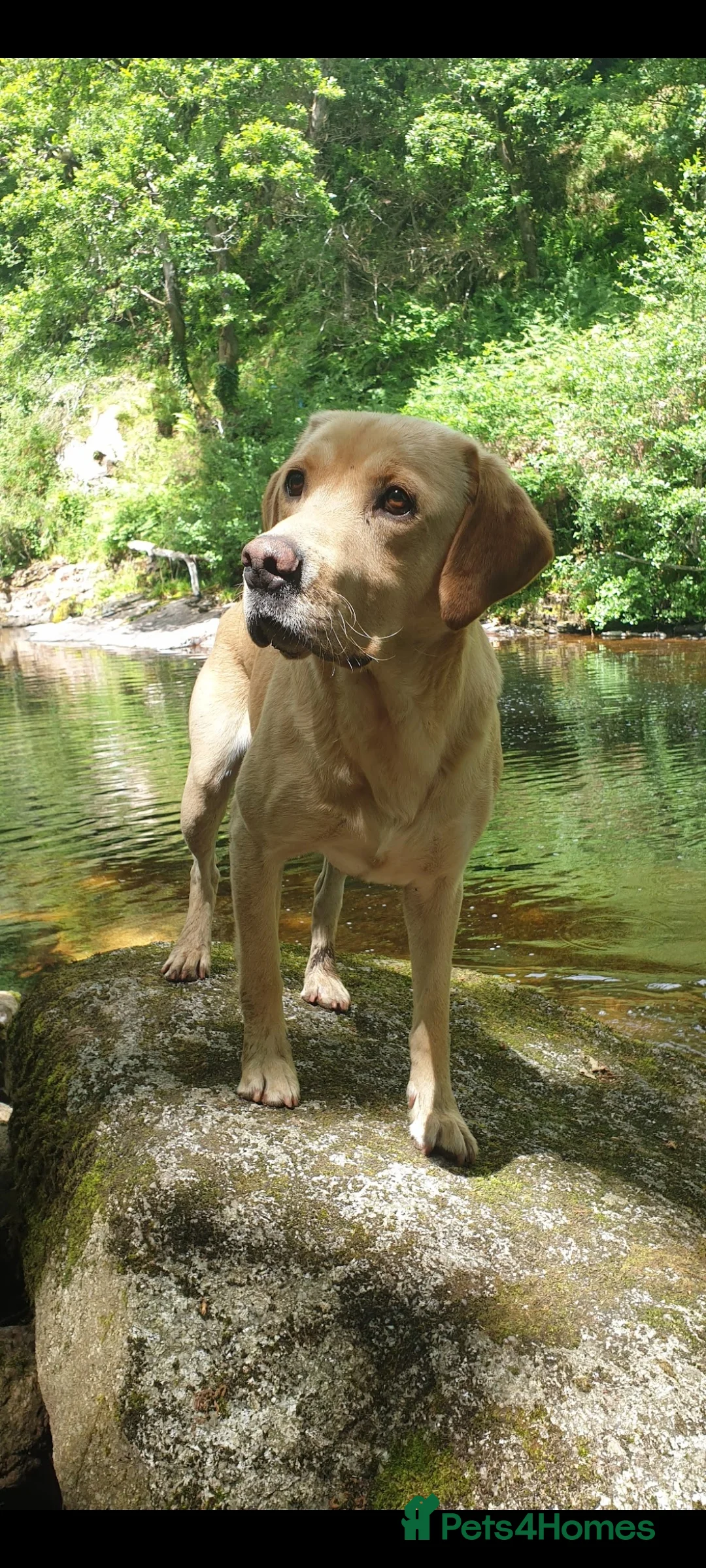 Labrador Retriever dogs for stud: Outstanding Proven KC Labrador stud - Advert 6