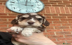 Cockapoo dogs for sale: Gorgeous F1 cockerpoo  - Image 1