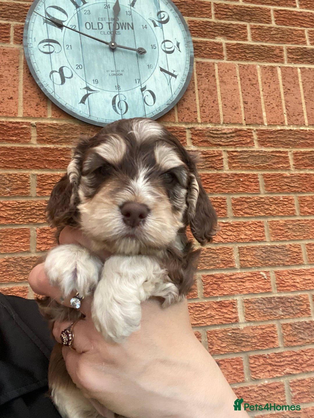 Cockapoo dogs for sale: Gorgeous F1 cockerpoo  - Image 1