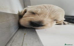 Golden Retriever dogs for sale: Golden Retriever puppies - Image 24