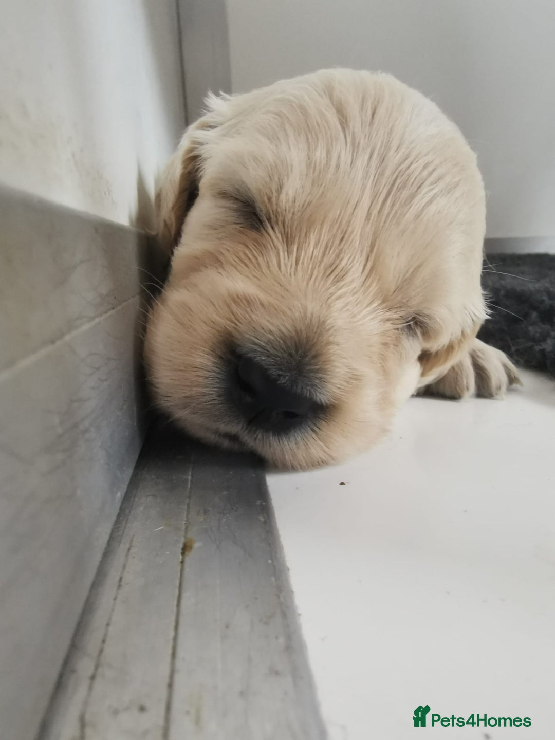 Golden Retriever dogs for sale: Golden Retriever puppies - Image 24