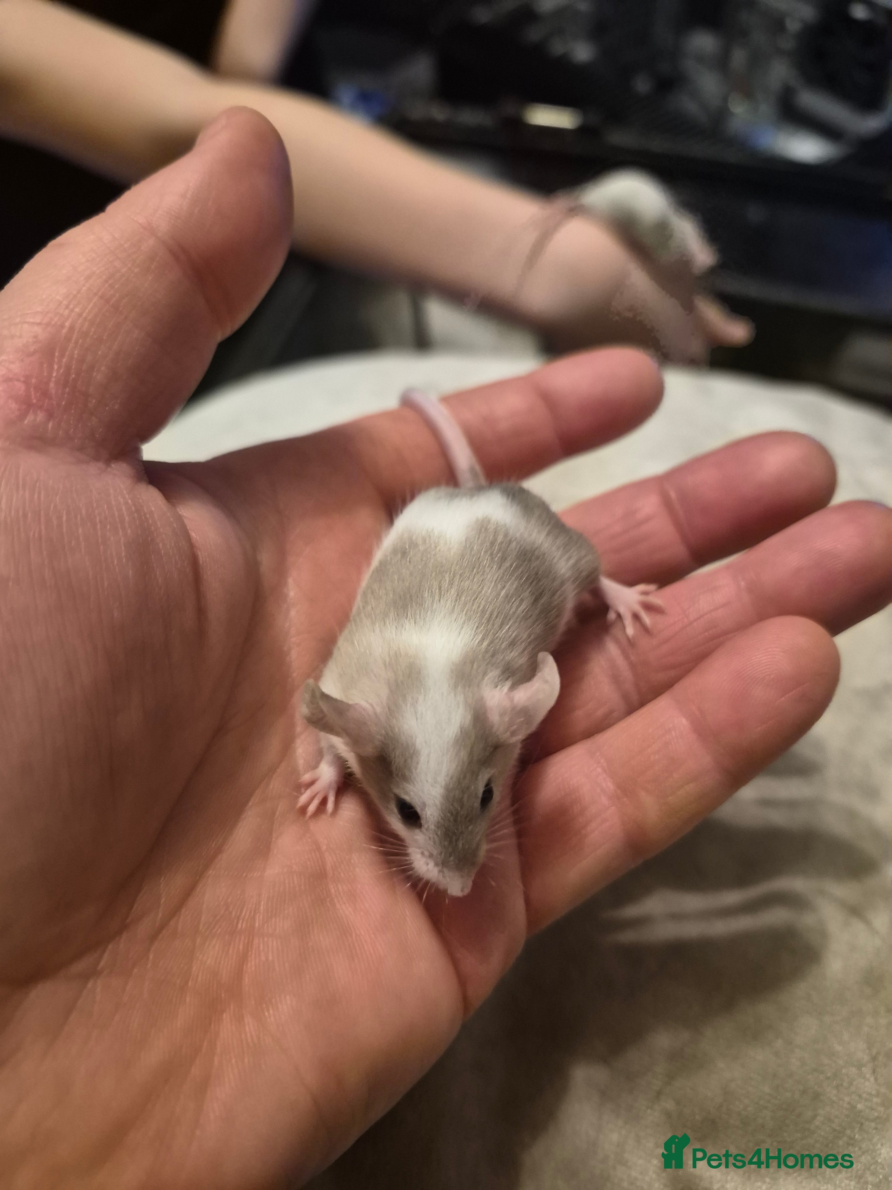 Mouse rodents ONLY 1 LEFT!! 5 Cute Baby Fancy Mice - Advert 2