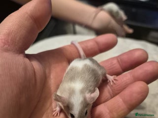 Mouse rodents ONLY 1 LEFT!! 5 Cute Baby Fancy Mice - Advert 5