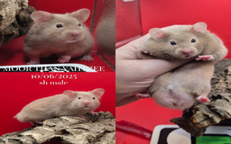 Hamster rodents for sale: 8 week old Male Pedigree Mink Syrian Hamsters - Image 6