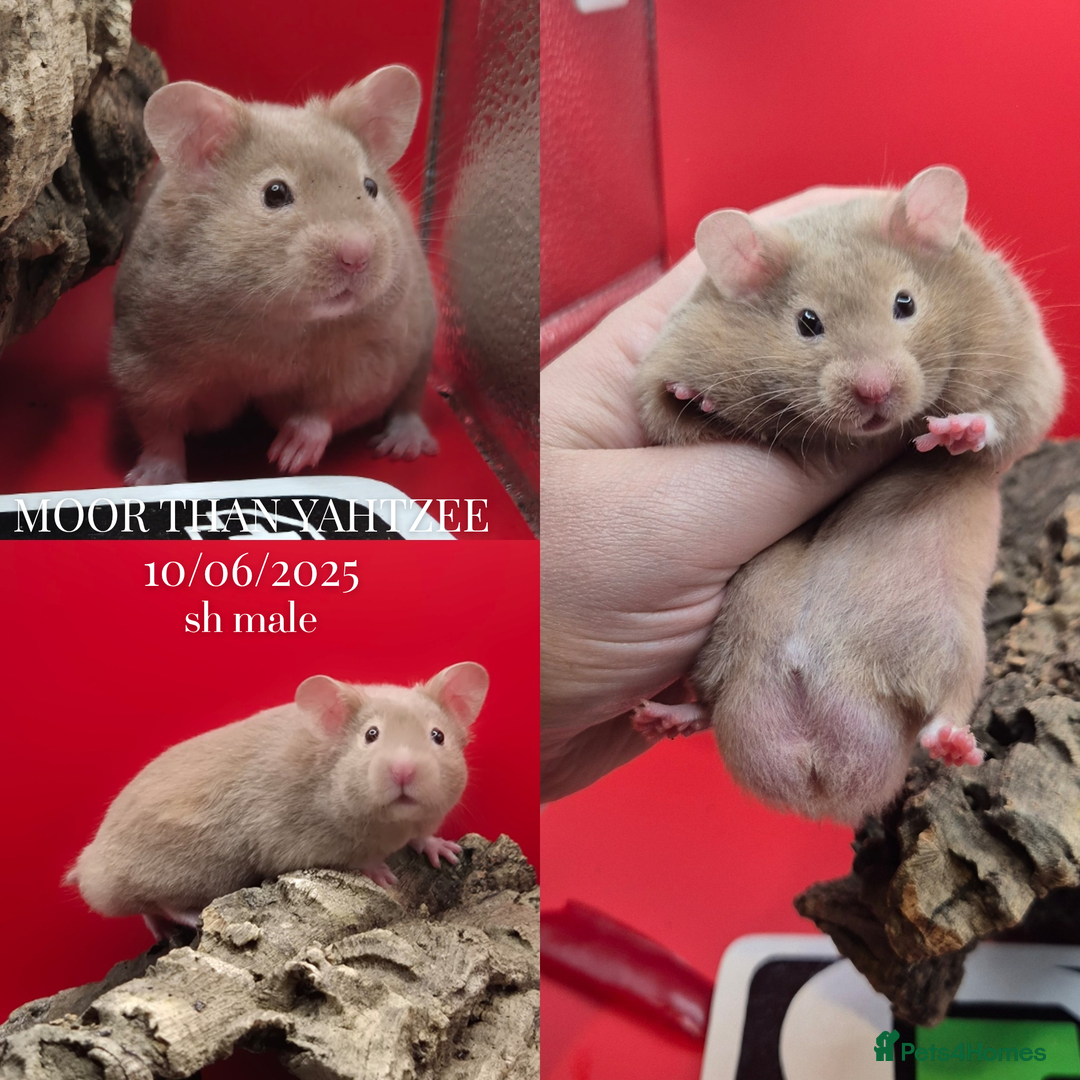 Hamster rodents for sale: 8 week old Male Pedigree Mink Syrian Hamsters - Image 6