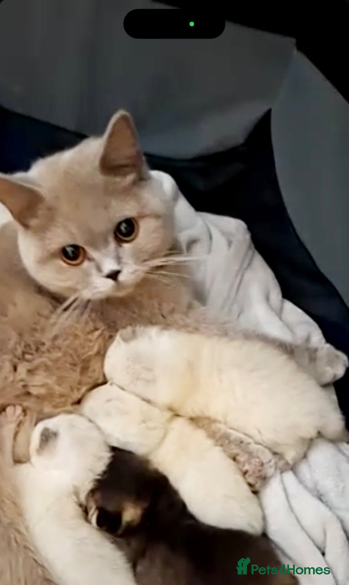 British Shorthair cats GCCF BSH colour point kittens  - Advert 2