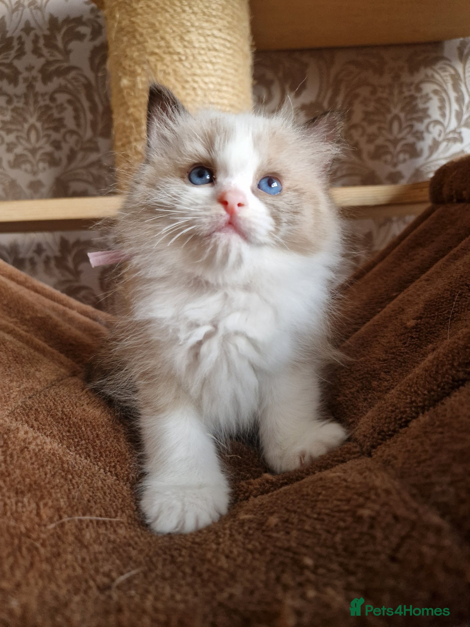 Ragdoll cats for sale: Show quality Ragdoll kittens - Advert 3