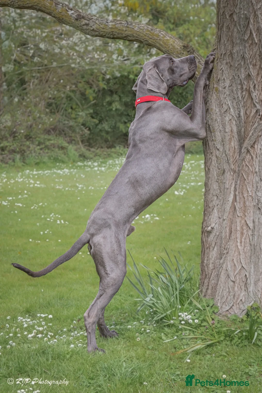 Great Dane dogs for stud: fully health tested proven outstanding solid blue in Thetford - Advert 6