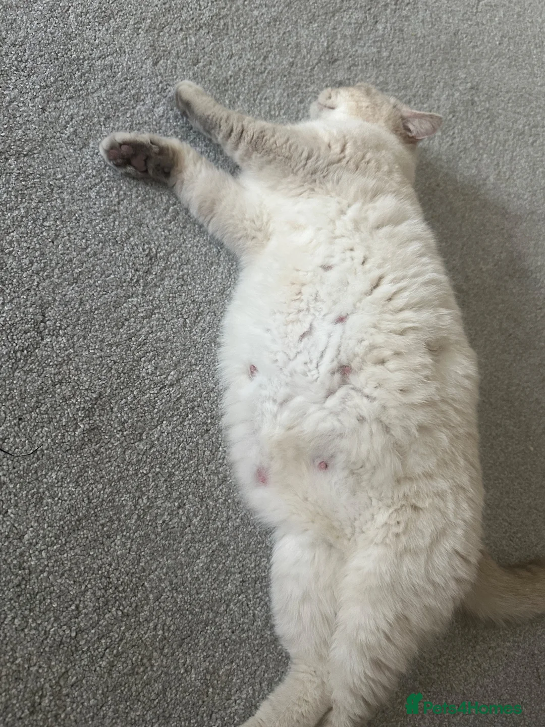 British Shorthair cats for sale: 3 kittens  in Bristol - Advert 1