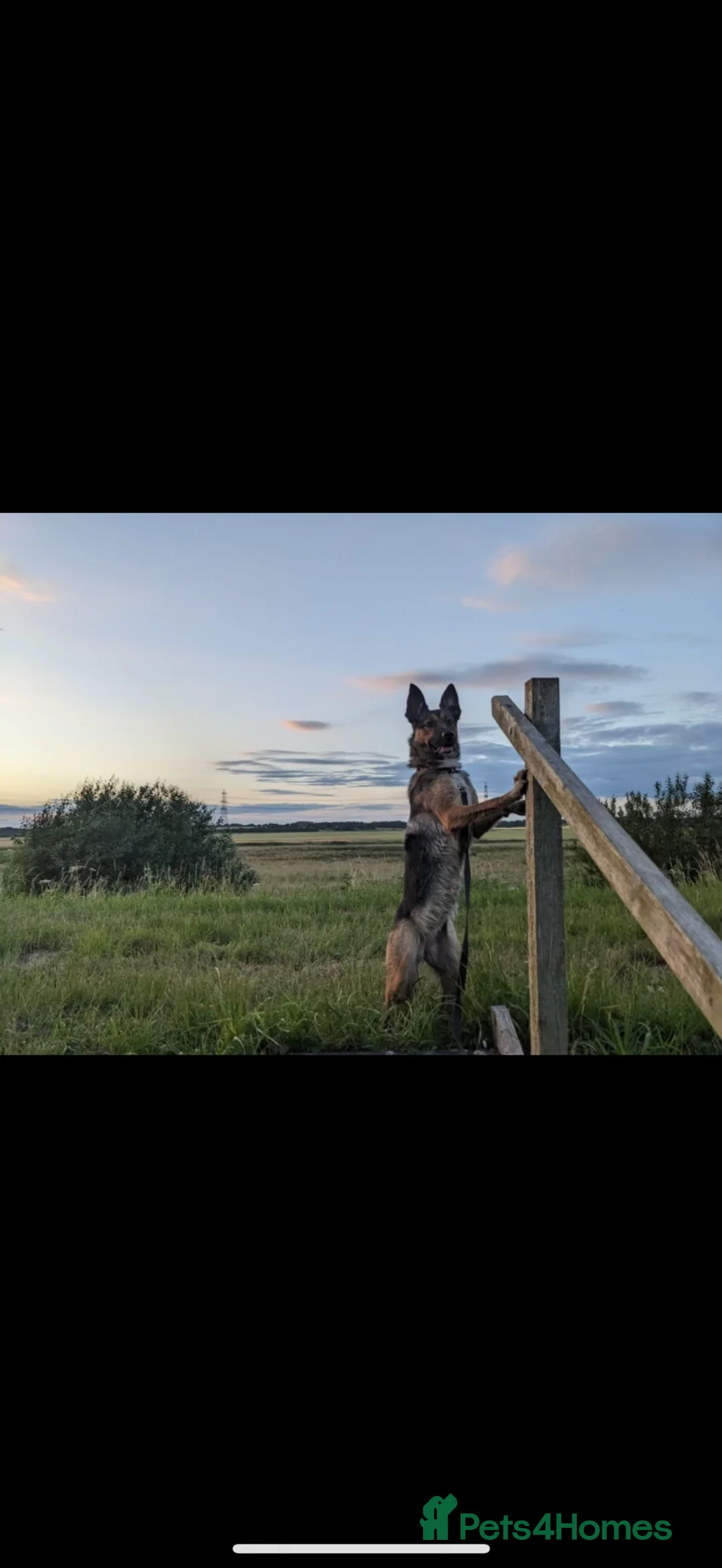 Borador dogs for sale: Boarder puppies  - Advert 12