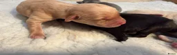 Labrador Retriever dogs for sale: Labrador puppies - Advert 23