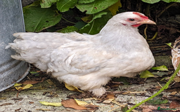 Chickens poultry for sale: Purebred Porcelain, Lavender, Buff Pekin Pullets  - Image 1