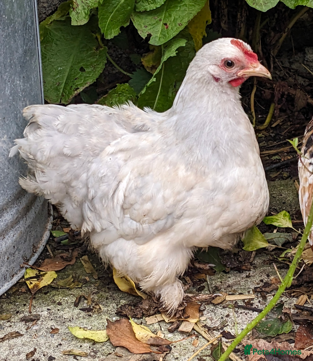 Chickens poultry for sale: Purebred Porcelain, Lavender, Buff Pekin Pullets  - Image 1