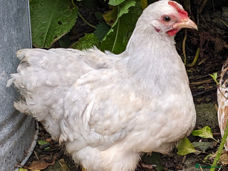 Chickens poultry - Advert 6