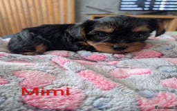 Yorkshire Terrier dogs for sale: Stunning yorkshire terriers for sale - Image 2
