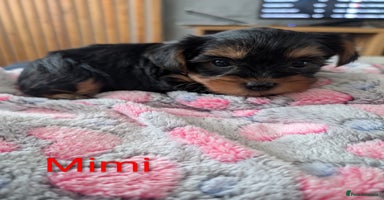 Yorkshire Terrier dogs - Advert 3