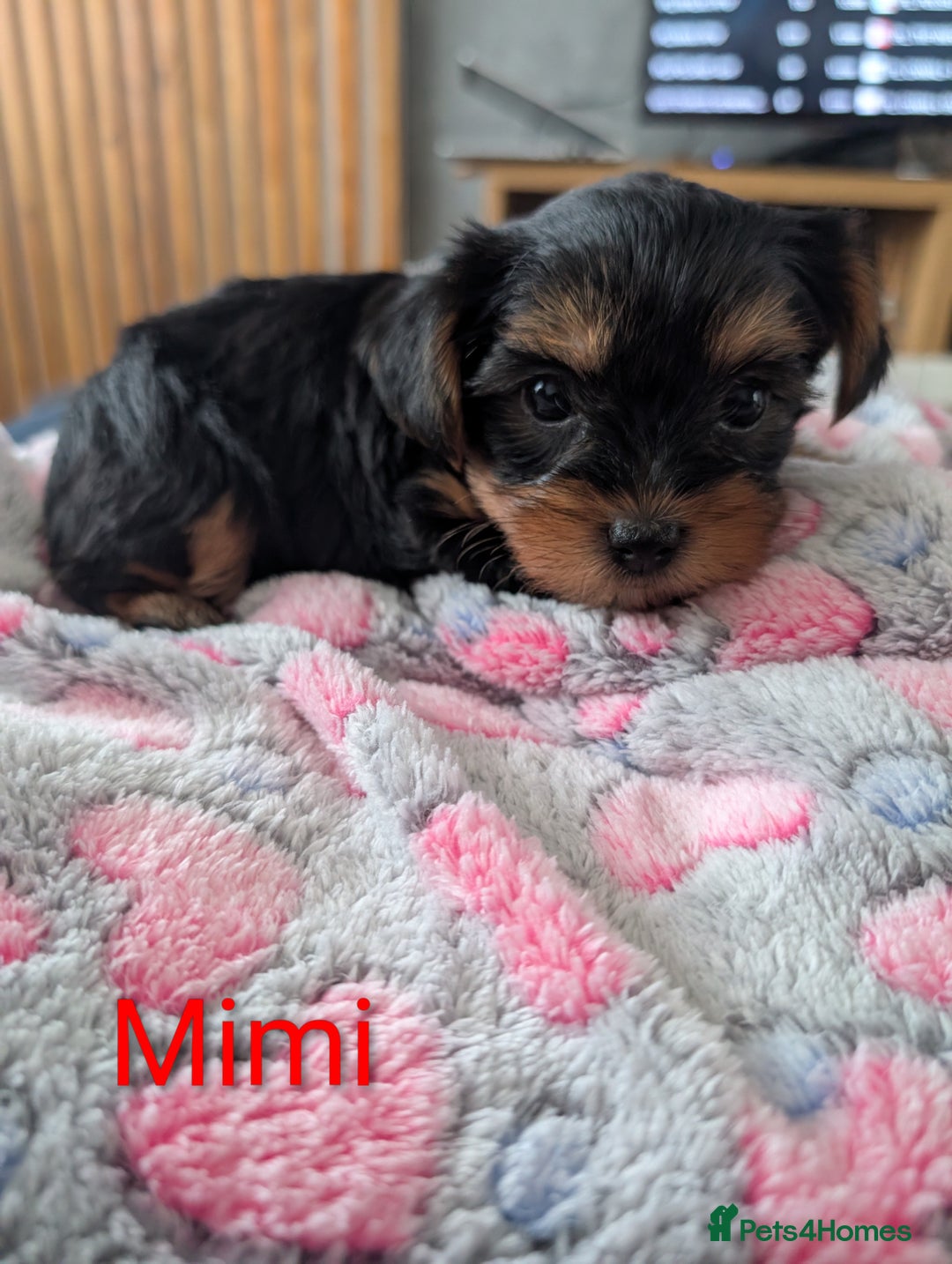 Yorkshire Terrier dogs for sale: Stunning yorkshire terriers for sale - Image 2